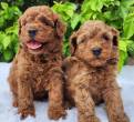 Goldendoodles puppies available - Sharjah-Canine