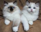 Adorable RAGDOLL KITTENS - Fujairah-Cats