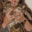 3 Savannah Kittens for Adoption - Umm al-Quwain-Cats