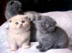 Scottish Fold Munchkin Cats - Ajman-Cats
