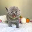Stunning Scottish Fold Kittens For Sale - Dubai-Cats
