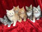 Pure Breed Maine Coon Kittens for sale - Dubai-Cats