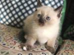 Our lovely ragdoll kittens are still available - Abu Dhabi-Cats
