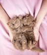 BRITISH SHORTHAIR KITTENS - Ajman-Cats