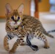 African Serval Kittens:  angelicexoticcattery - Sharjah-Cats