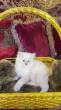 Himalayan 3 months old blue eyes - Al Ain-Cats