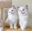 Gorgeous white Blue eyes ragdoll kittens available - Fujairah-Cats