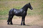 Gentle black friesian gelding horse - Dubai-Other