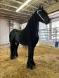 here is your friesian stallion  for Christmas - Dubai-Other