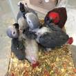 Babies African Grey parrot available - Ras Al Khaimah-Other