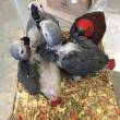 Babies African Grey parrot available