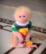 Lovely Capuchin Monkeys for Adoption - Dubai-Other