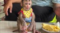 Gorgeous Capuchin Monkeys Now Available - Dubai-Other