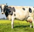 The Cow Dung Products - Dubai-Other