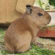 capybaras  For sale - Al Wusta Governorate-Pets