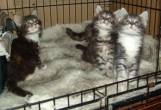 Maine Coon Kittens - Abu Dhabi-Pets