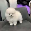 Trained Pomeranian Puppies for sale - Dubai-Pets