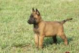 Belgian Malinois Puppies For Sale - Abu Dhabi-Pets