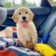 Golden Retriever Puppies For Sale - Al Ain-Pets