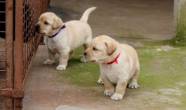 Labrador Puppies For Sale - Fujairah-Pets