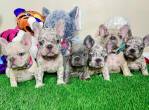 French Bulldog Puppies For Sale - Dubai-Pets