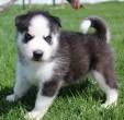 Siberian Husky puppies for sale - Dubai-Pets