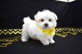 Male and Female Maltese puppies for sale - Dubai-Pets