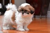 Shih tzu puppies Available For Sale - Dubai-Pets