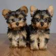 Yorkshire Terriers Puppies available for sale