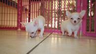 Teacup Chihuahua puppies for sale - Dubai-Pets