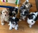 Pure breed Havanese puppies for sale