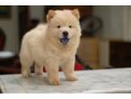 Chow chow puppies available for sale