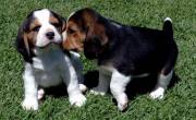 Beautiful Beagle Puppies for sale - Dubai-Pets