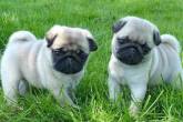 Trained Pug Puppies for sale