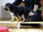 German Shepherd Puppies for Sale - Dubai-Pets