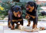 Rottweiler Puppies Now Ready for sale - Sharjah-Pets