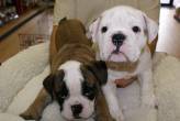English Bulldogs Puppies for sale - Al Ain-Pets