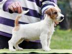 Russell Terriers for sale - Dubai-Pets