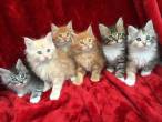 Pure Breed Maine Coon Kittens for sale - Abu Dhabi-Pets
