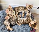 Male and Female Bengal kittens for sale - Abu Dhabi-Pets