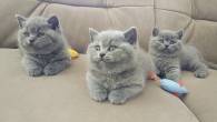 Gorgeous British Shorthair Kittens for sale - Abu Dhabi-Pets