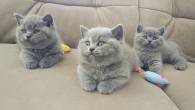 Gorgeous British Shorthair Kittens for sale