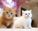 Precious Munchkin Kittens for sale - Dubai-Pets