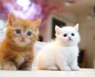 Precious Munchkin Kittens for sale