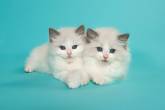 Sweet Ragdoll Kittens for sale - Dubai-Pets