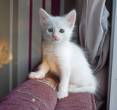 Turkish Angora Kittens for sale - Abu Dhabi-Pets