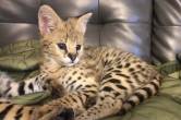 Savannah Kittens for sale - Abu Dhabi-Pets