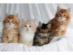 Siberian Kittens for sale - Abu Dhabi-Pets