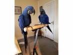 Lovely and Healthy Hyacinth Macaw Parrots for sale - Al Ain-Pets