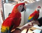 Adorable Scarlet Macaw Parrots for sale